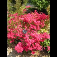 Azalee - Azalea Hinomayo (fam. Ericacees) (1)